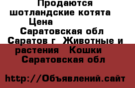 Продаются шотландские котята  › Цена ­ 2500-4000 - Саратовская обл., Саратов г. Животные и растения » Кошки   . Саратовская обл.